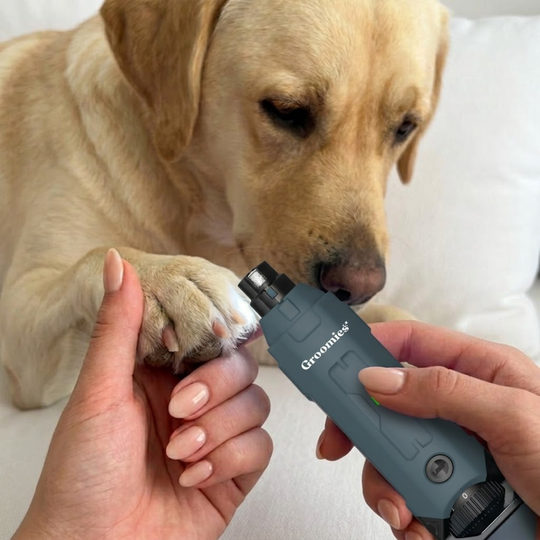 70% of dogs over