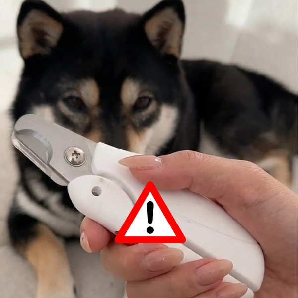 Your Pet Panics When Clippers Come Out